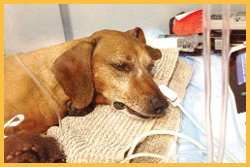 dachshund oskar poisoned